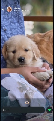 Golden Retriever - Heavy quality golden retriever male available for adoption in Chennai