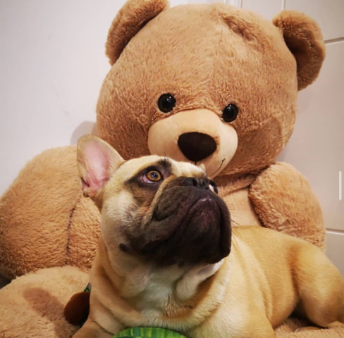 French Bulldog – frenchie