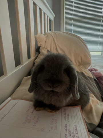 Holland Lop – charlie