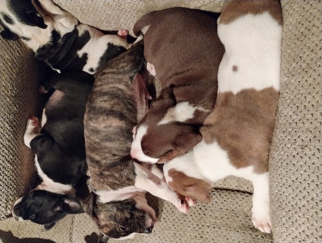 American Pit Bull Terrier – Pit Mix Puppies