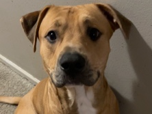 American Pit Bull Terrier - pitbull mix - Wrinkles  available for adoption in Evansville