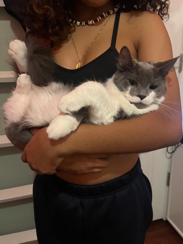 3, 6month old cats for sale