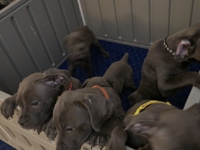 Cane Corso – Corso Puppies Need Good Home – Las Vegas