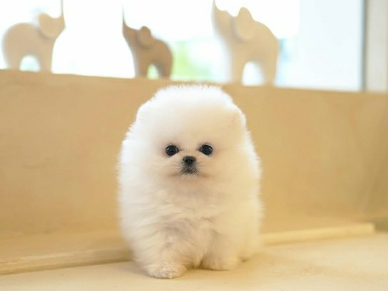 Pomeranian – Beautiful Pomeranian Available – Pedigree Papers Included – Stockholm