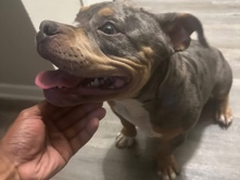 American Bulldog – Tri Colored Merle American Bully – Sandy Springs