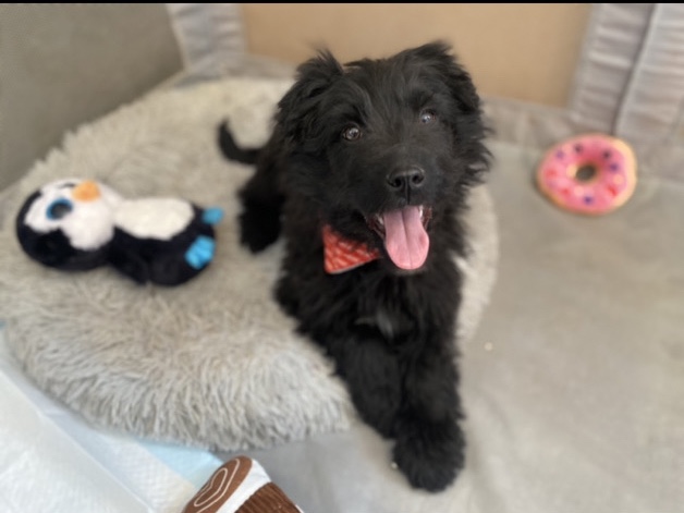 Irish Terrier – Irish Doodle Puppy – Okotoks