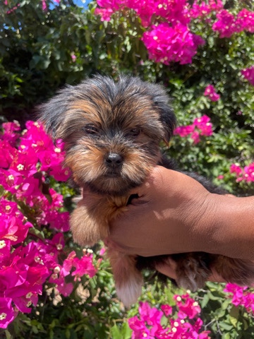 Yorkshire Terrier – yorkies for sale