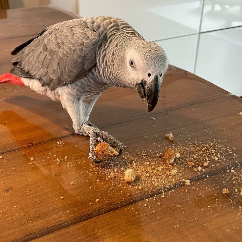 African grey parrot for Sale
