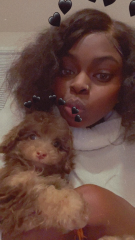 Shih Tzu – sell