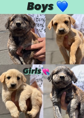 Australian Shepherd – Australian Shepherd Lab mixed puppies