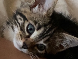 Bengal – Bengal mixed male for sale