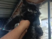 Persian (Modern) – Persian cat for sale