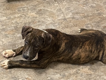 American Pit Bull Terrier – puppy