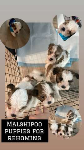Maltese – Malshipoo puppies