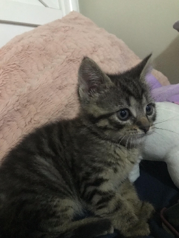 cute playful kitten ready to be rehomed BRISTOL,PA