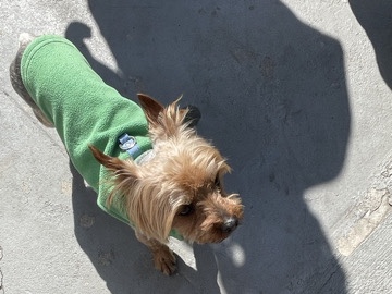Yorkshire Terrier - Yorkie available for adoption in Los Angeles