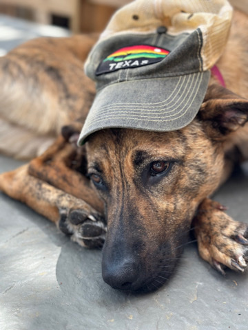 German Shepherd – Beautiful Girl w/ Lots of Love
