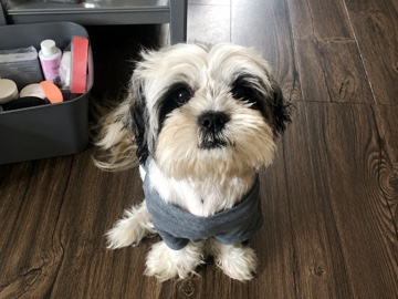Shih Tzu – Sweet 2-Year-Old Shih Tzu Looking for a Loving Home – Detroit