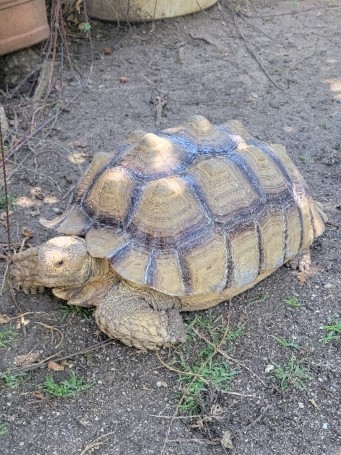 Sulcata