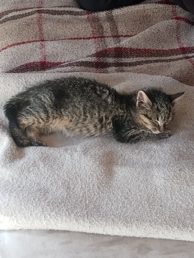 beautiful cat