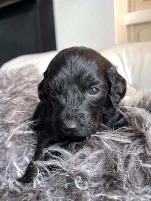 F1B Goldendoodle