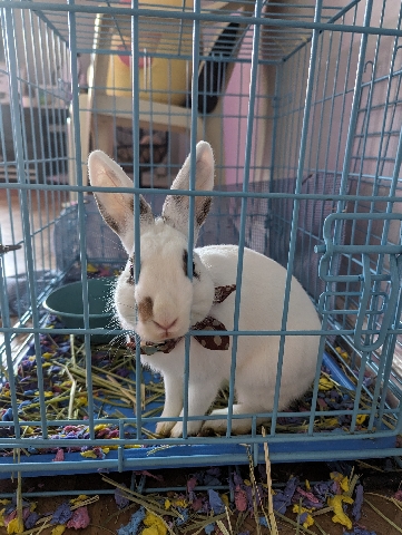Loving Rabbitt