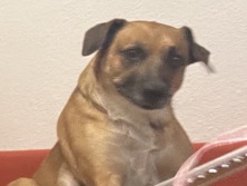 Boerboel – Andy y Woody – Móstoles