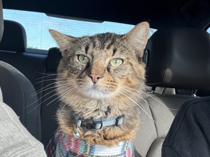 Adult Male Cat 1 year