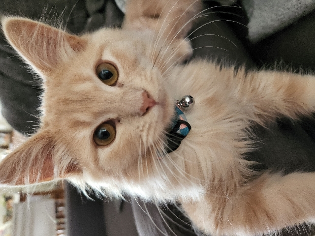 Russian White, Black and Tabby – Ginger Tabby Female kitten