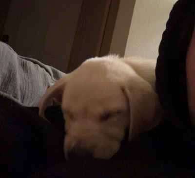 Labrador Retriever – Puppy for sale – Orting