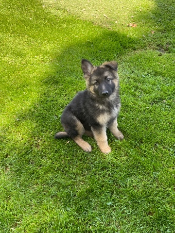 German Shepherd – German shepherd