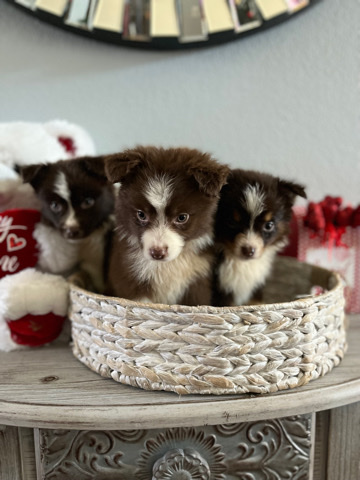 Australian Shepherd – MINI AUSSIES PUPPIES ( registered)