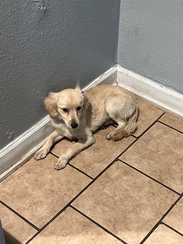 American Cocker Spaniel – Selling Cockapoo