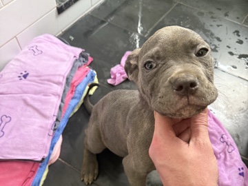 Cane Corso – cane corso – Newington