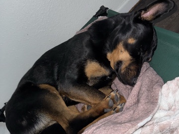 German Shepherd – Rehome our Nellie Belly – Fenwick