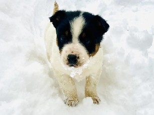 Border Collie – Joule – Parish