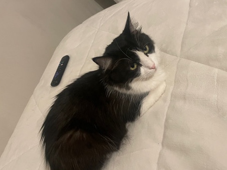 Oriental Bicolor – Female Cat, Hope!