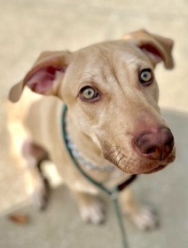 Treeing Cur – *dog rehome*