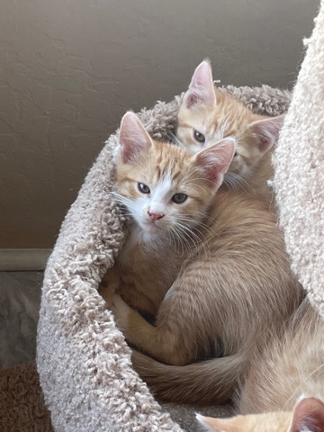 boy cats