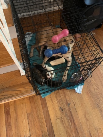 Labrador Retriever – lab/German Shepard