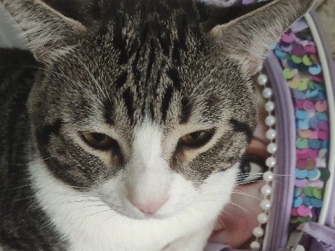 American Bobtail – “Bobby” Short Hair Mix – Tucson