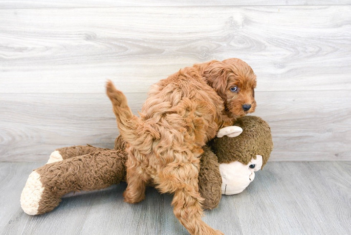 American Cocker Spaniel – f1b cockapoo