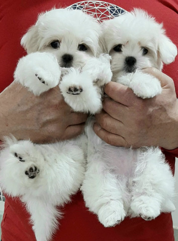 Maltese – Maltese puppies