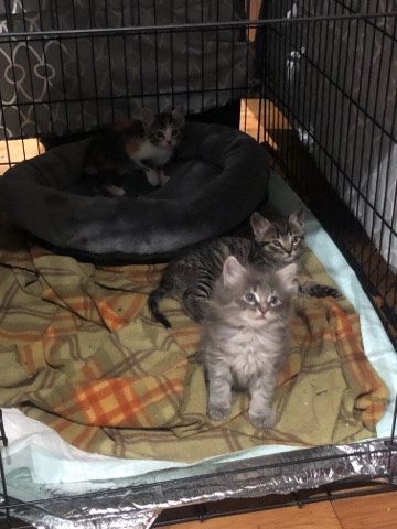 FREE kittens