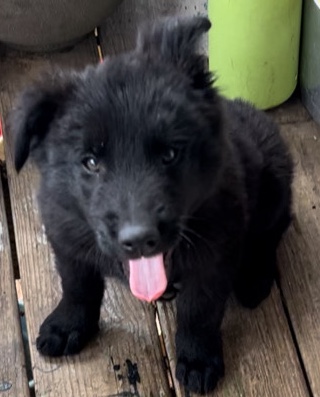 Dutch shepherd female full blood