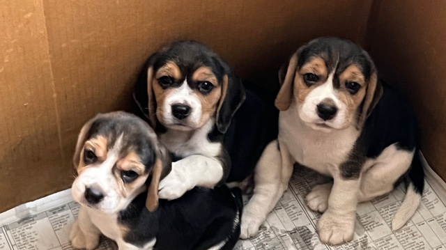 Beagle – For sale female beagle