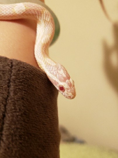 Any – Snow Corn Snake