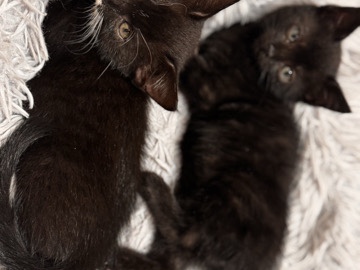 All - kitten male available for adoption in Guildford