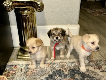 Poodle – male chi poo’s 6wks – Phoenix