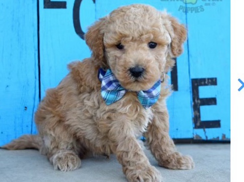 Maltipoo – Maltipoo Puppy looking for new home! – Westland